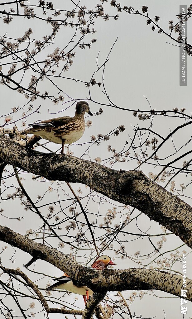 颐和园风景鸳鸯