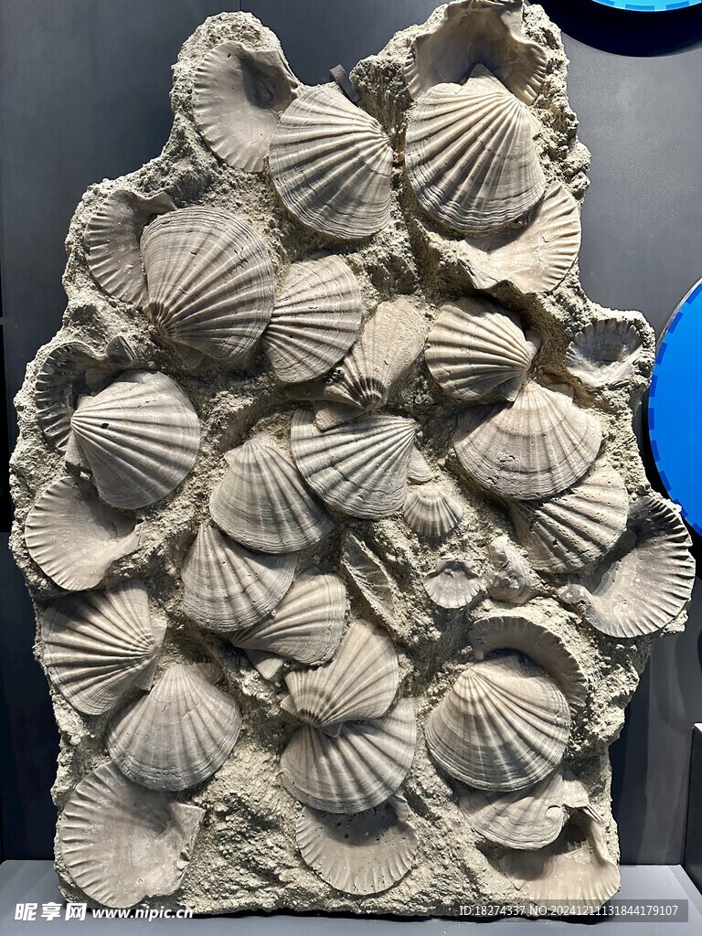 天津国家海洋馆展品欣赏