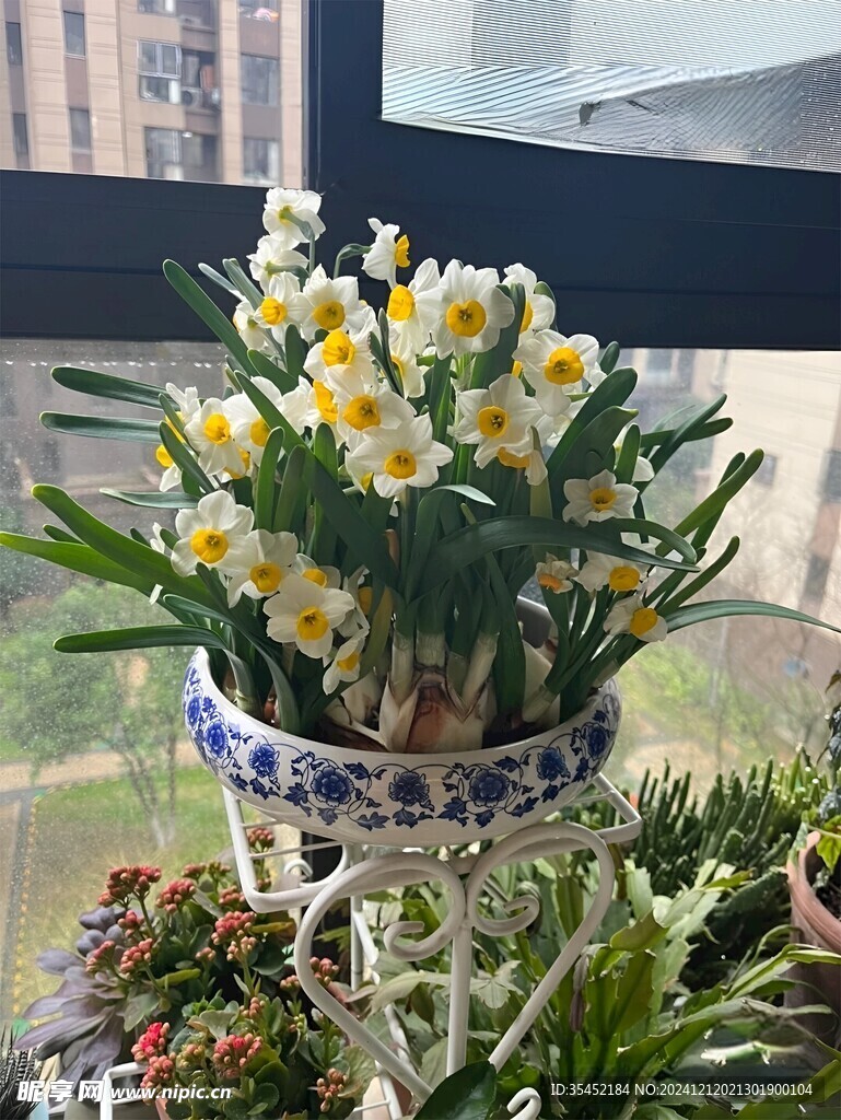 水仙花