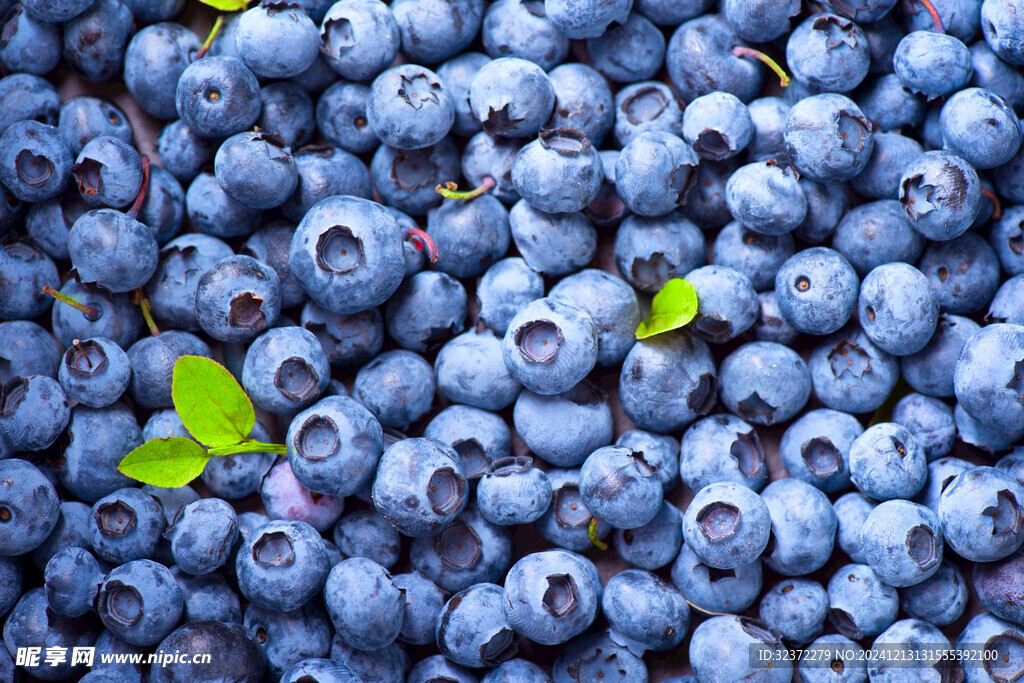 新鲜蓝莓
