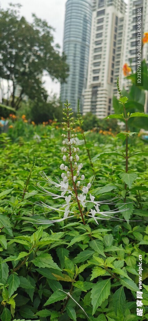 吉隆坡城中城公园一角