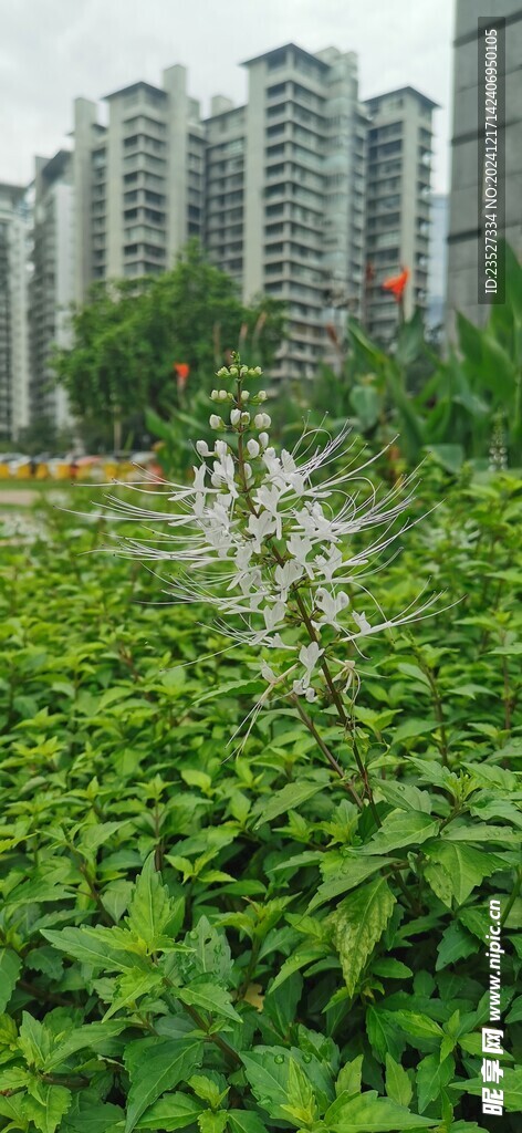  吉隆坡城中城公园花卉