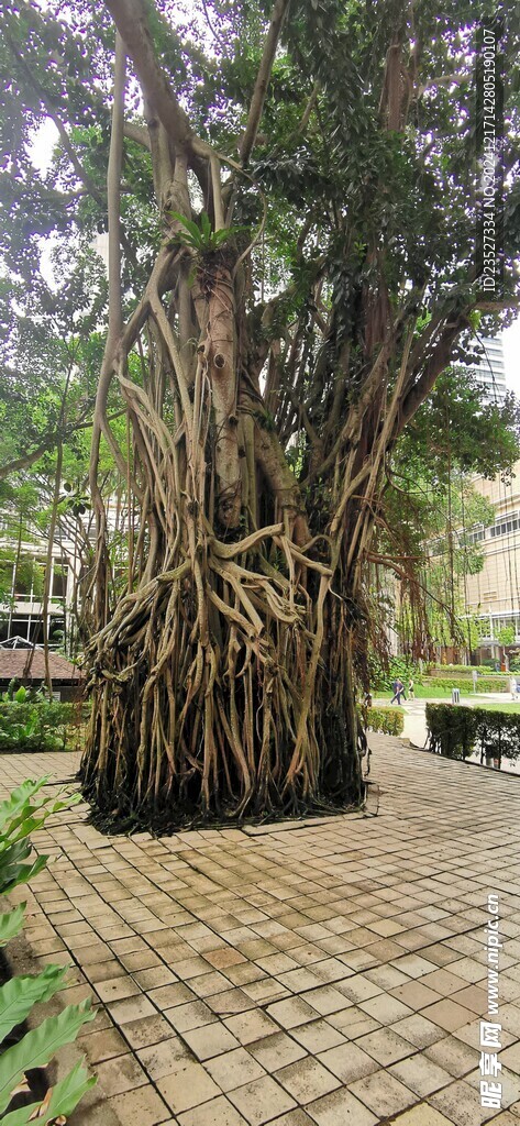  吉隆坡城中城公园一角 