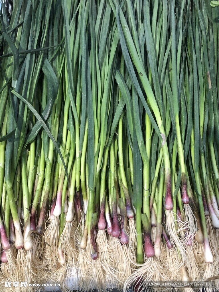 蒜苗