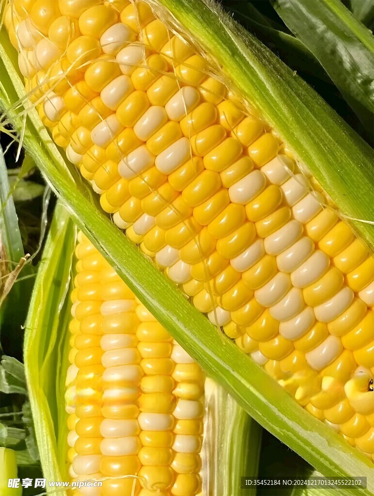 黄糯玉米