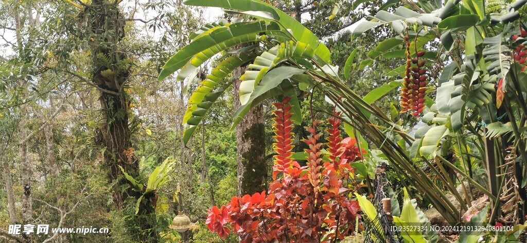 马来西亚槟城升旗山植物