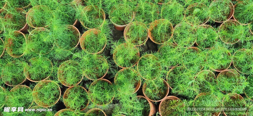 马来西亚槟城升旗山花圃