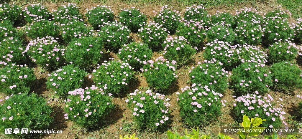 马来西亚槟城升旗山花圃