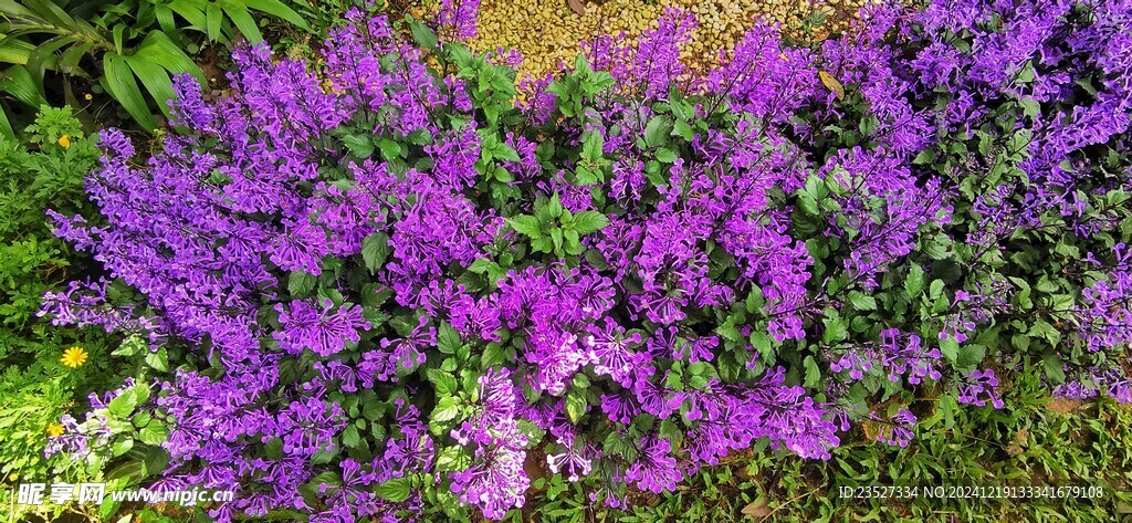 马来西亚槟城升旗山花圃