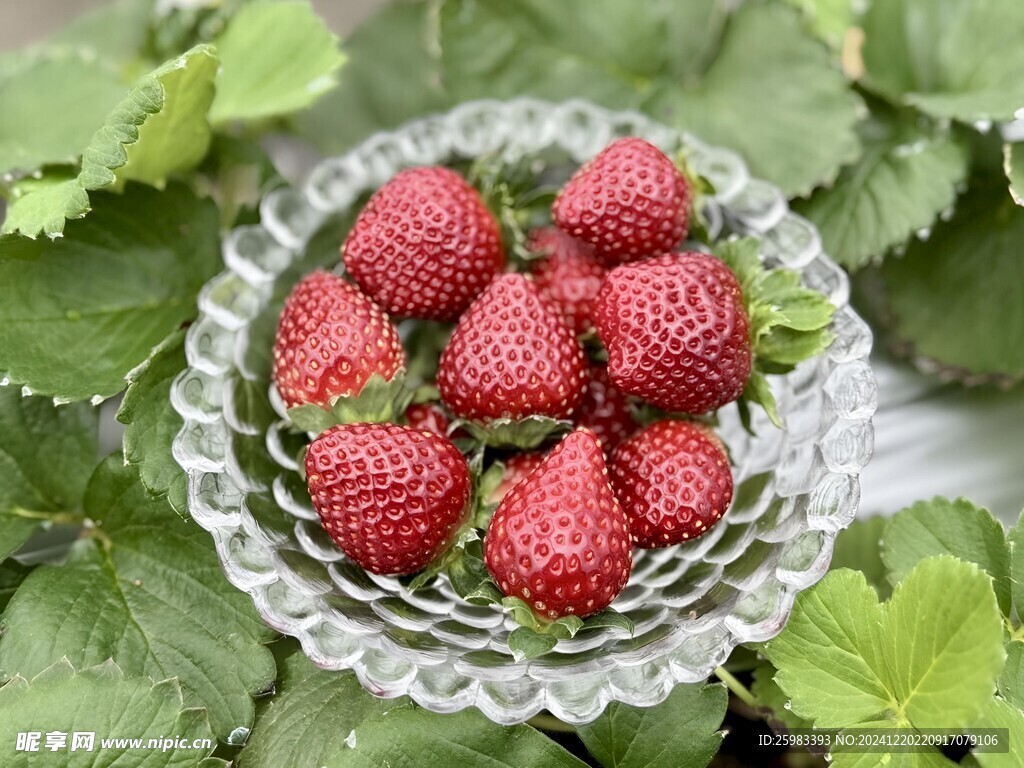 草莓