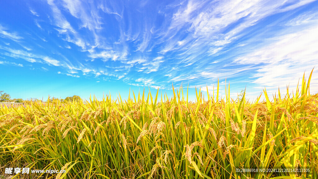 蓝天白玉水稻