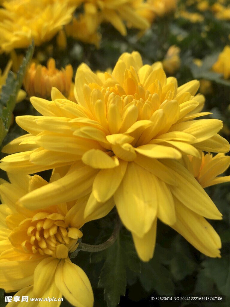 菊花