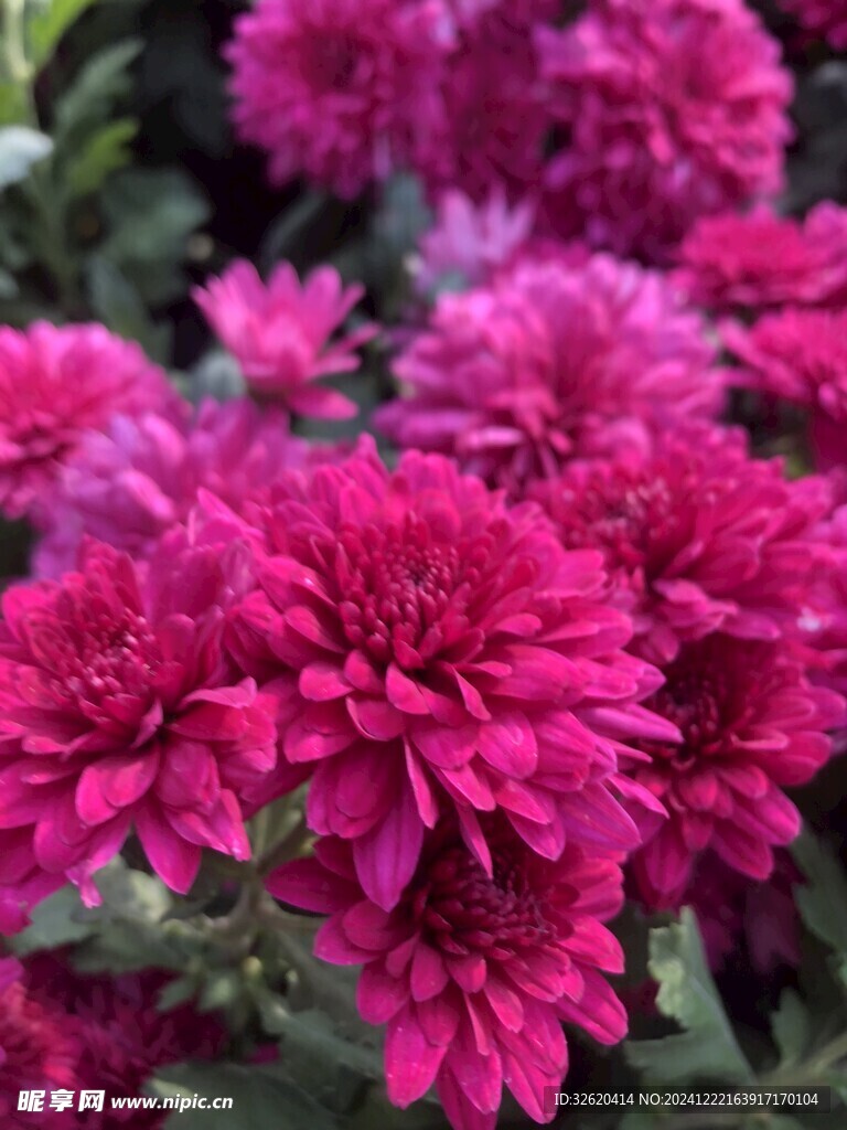 菊花