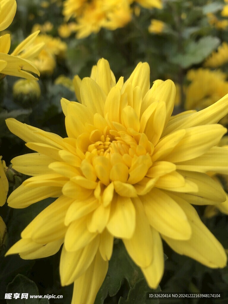 菊花