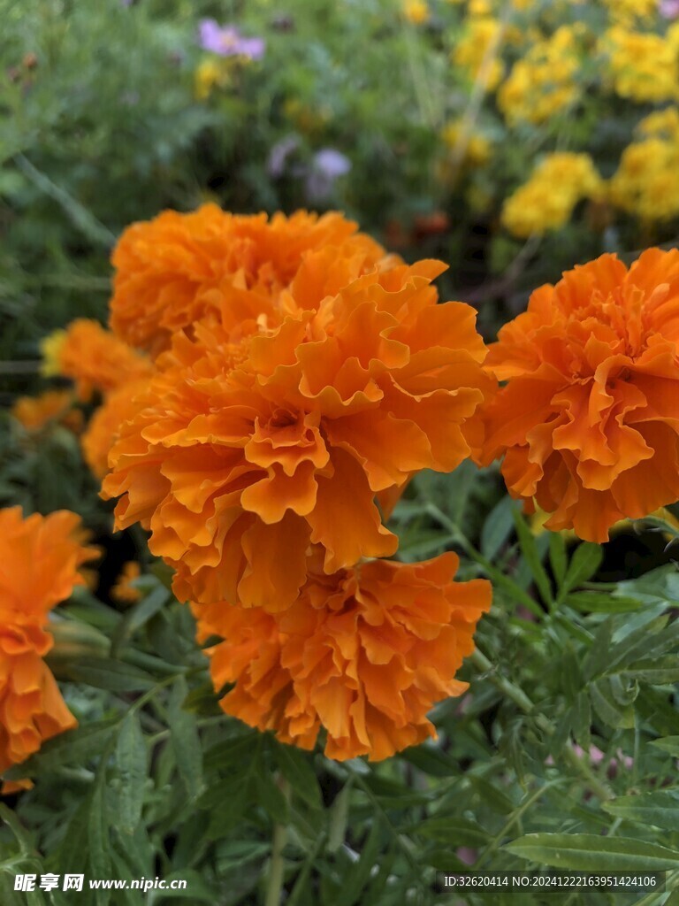 菊花