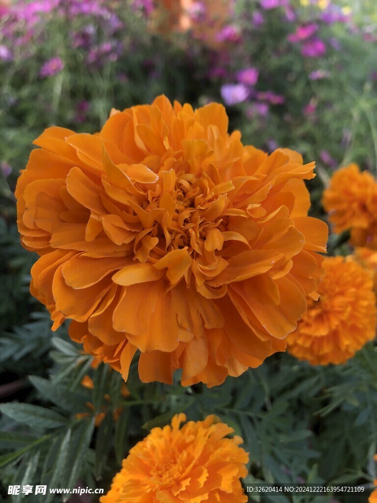 菊花