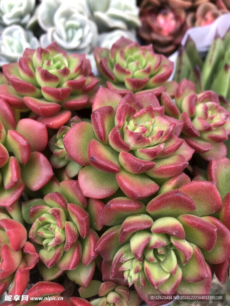 多肉