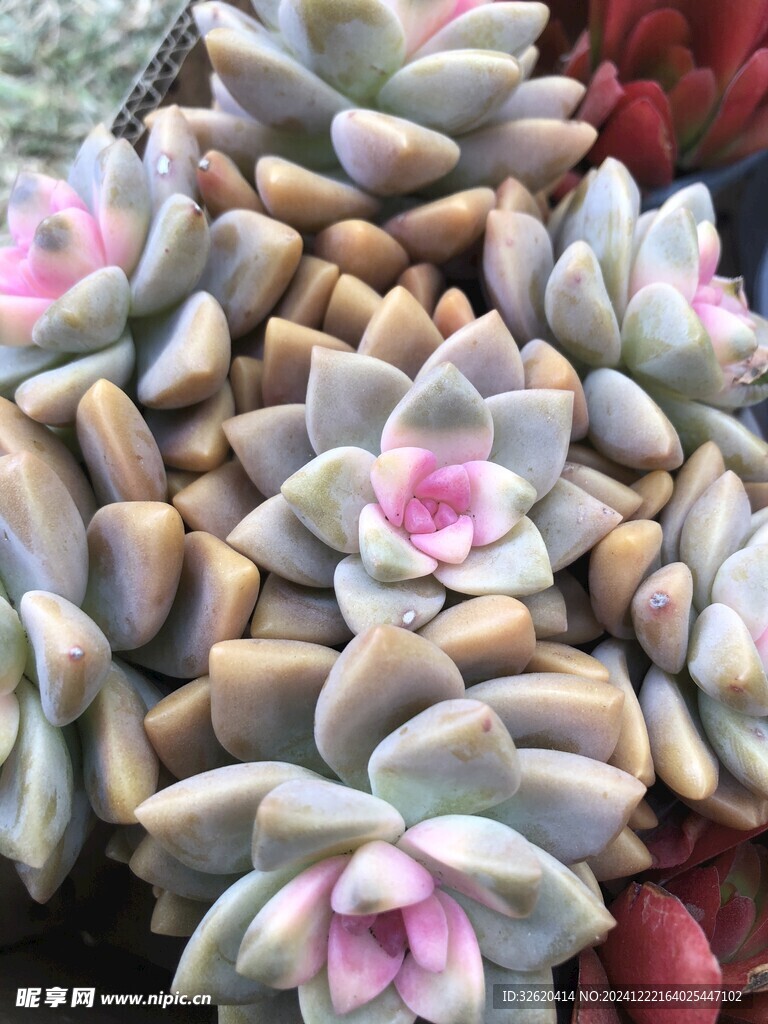 多肉