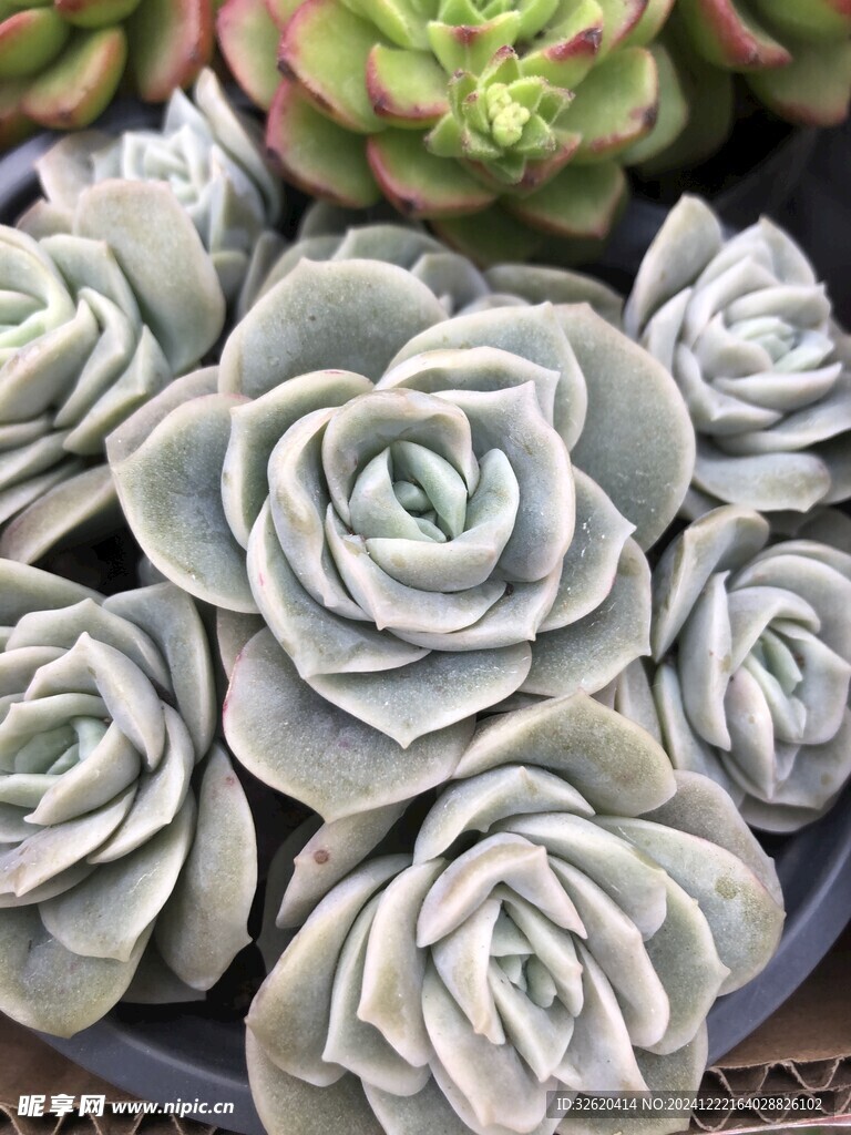 多肉