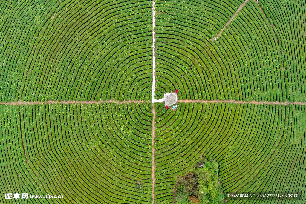 贵州省安顺市茶园