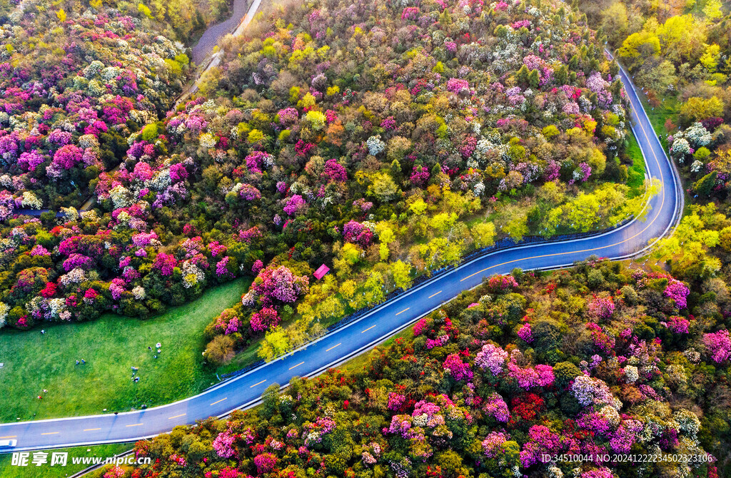 贵州省毕节百里杜鹃