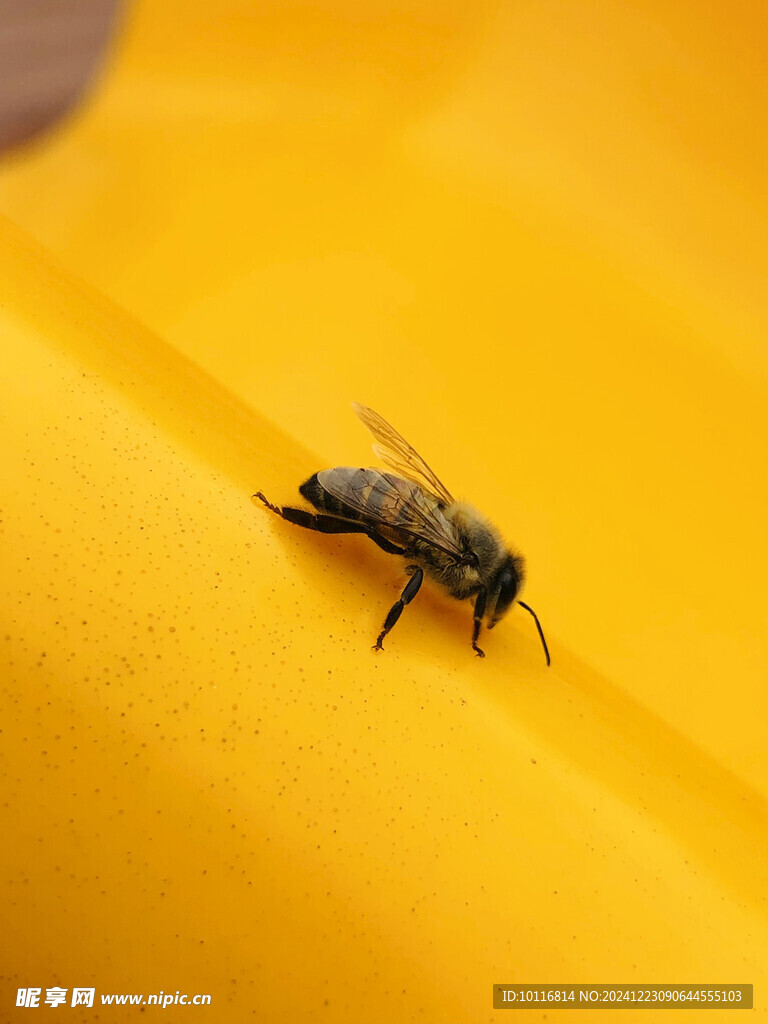 蜜蜂