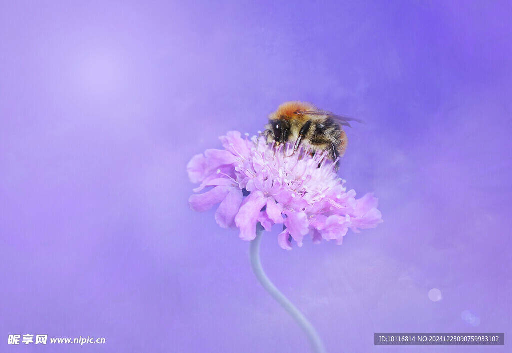 采蜜的蜜蜂