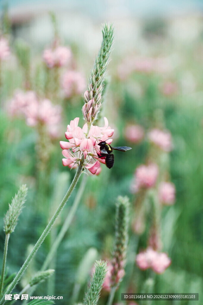 黑色蜜蜂采蜜