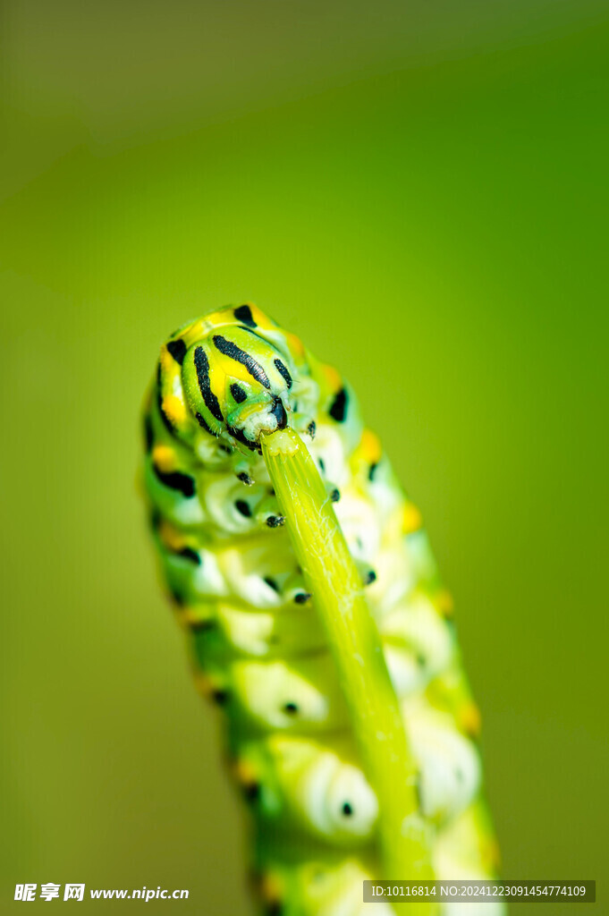 蝴蝶虫