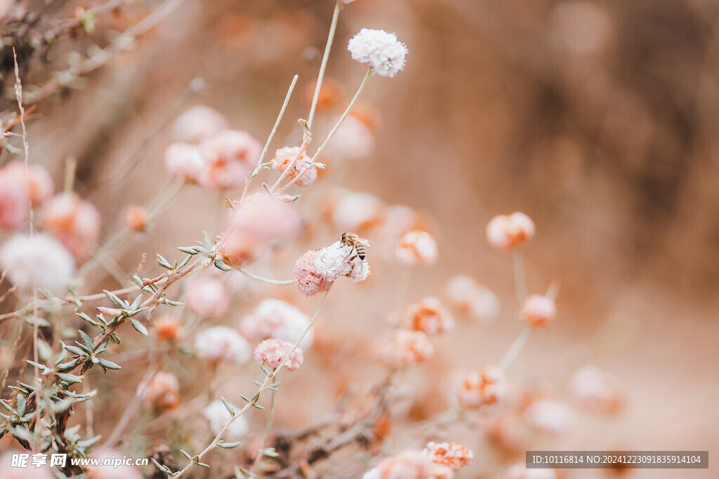 蜜蜂