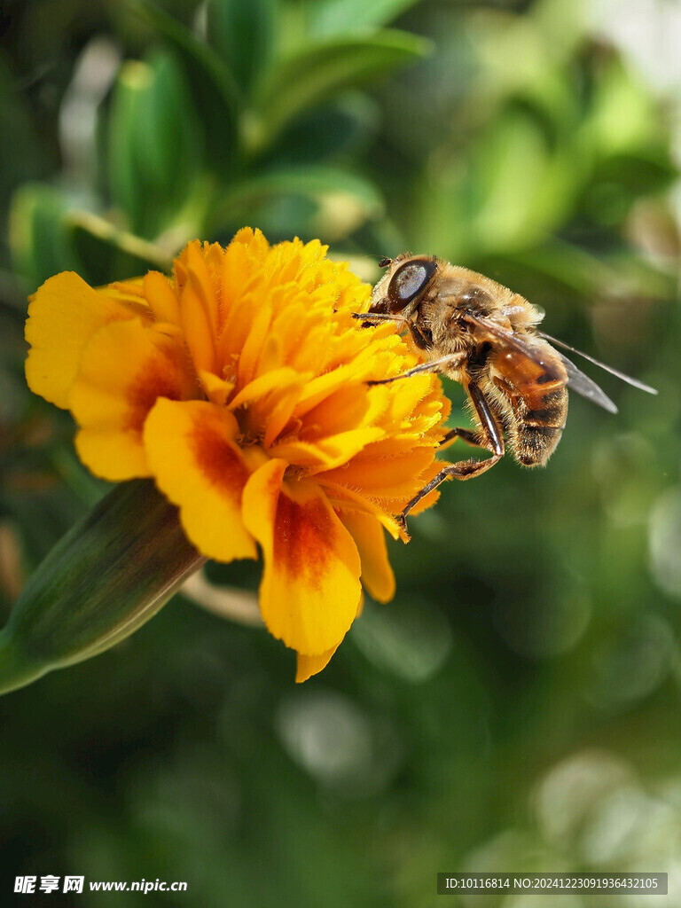 蜜蜂采蜜