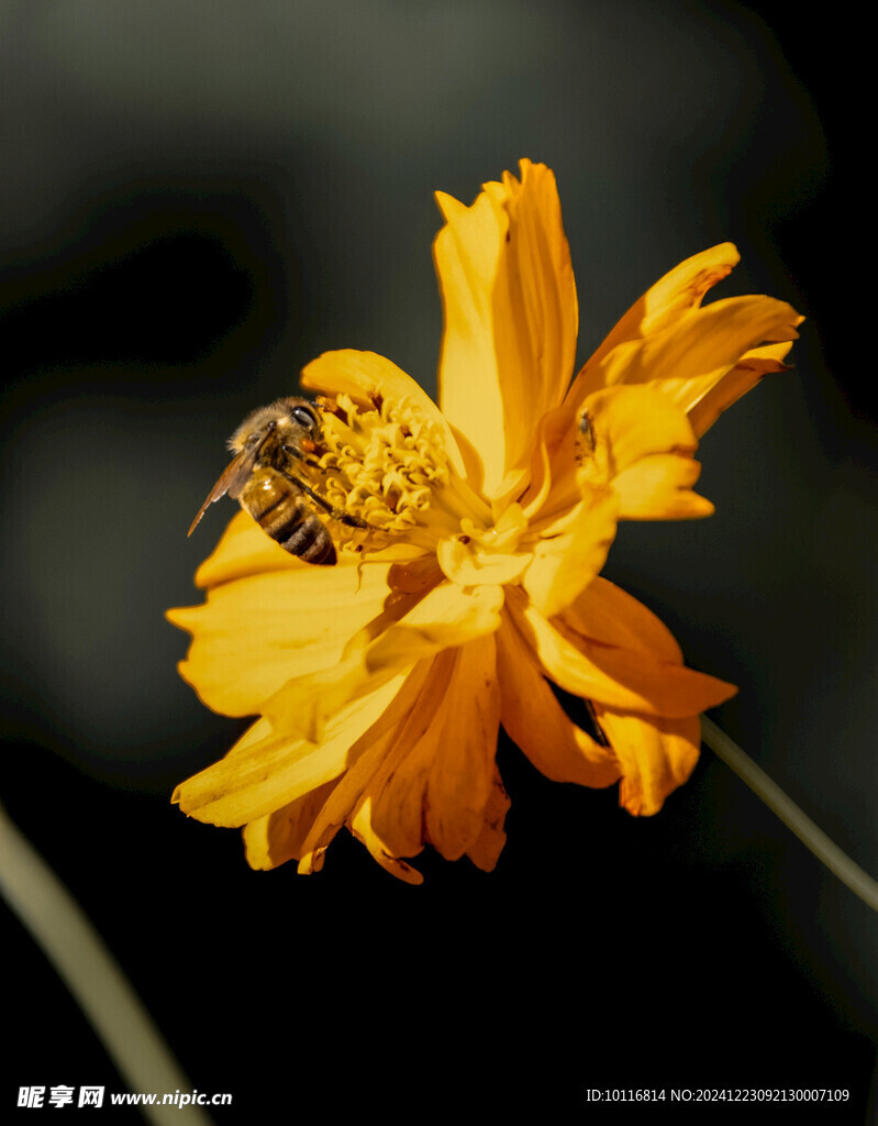蜜蜂采蜜