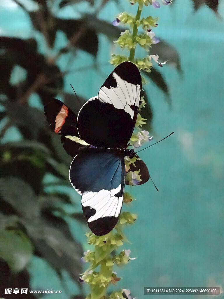 蝴蝶