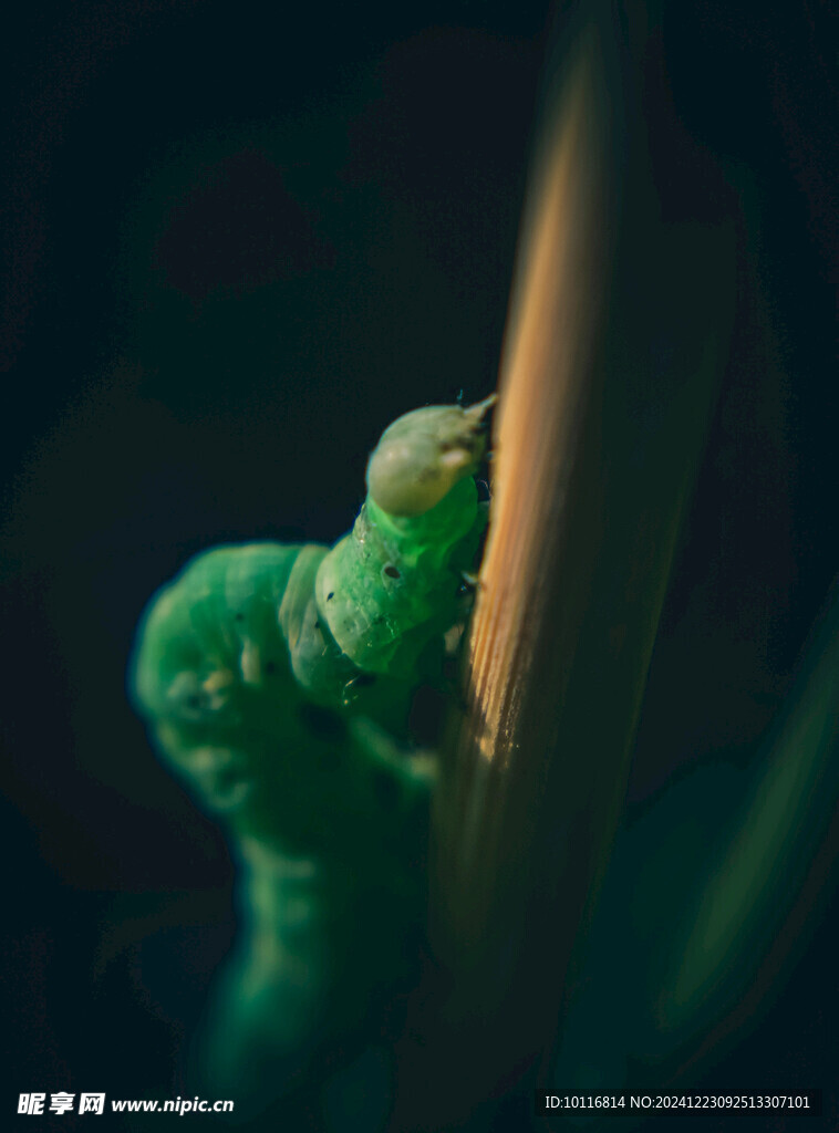 绿色的虫子