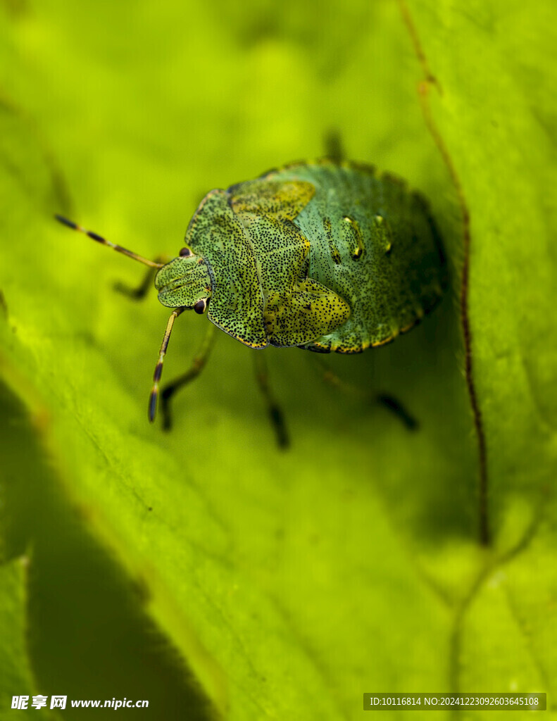甲壳昆虫