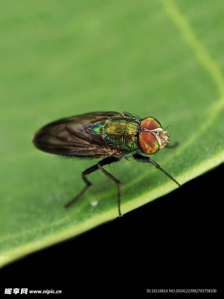 果蝇