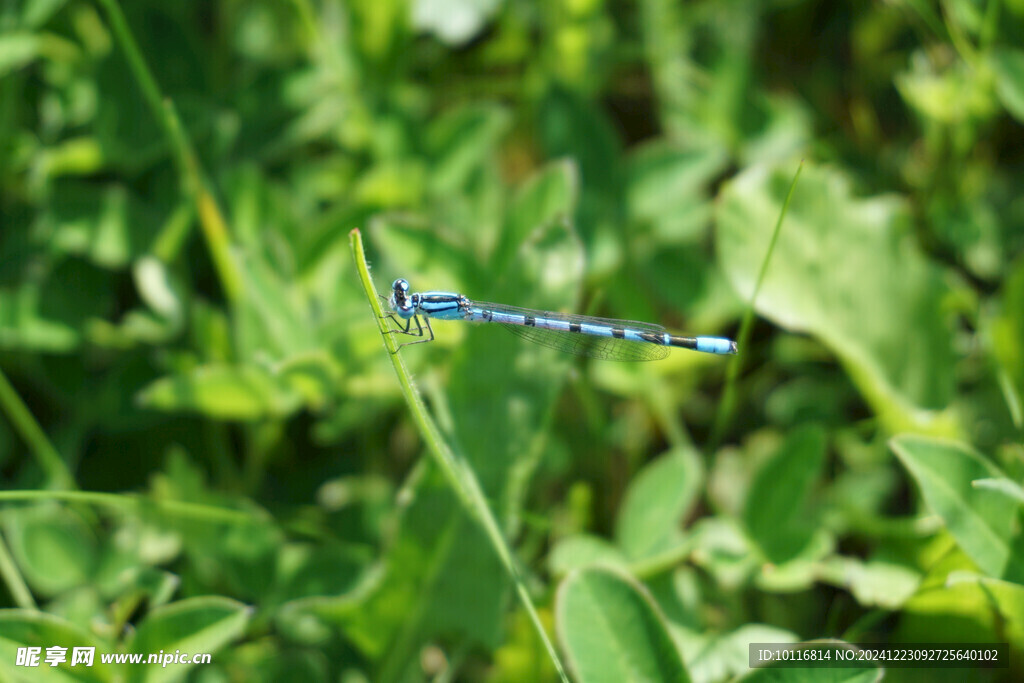 小蜻蜓