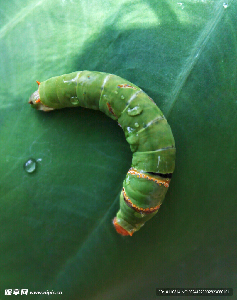 绿色昆虫