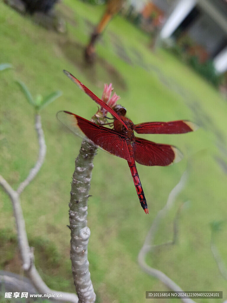 红蜻蜓