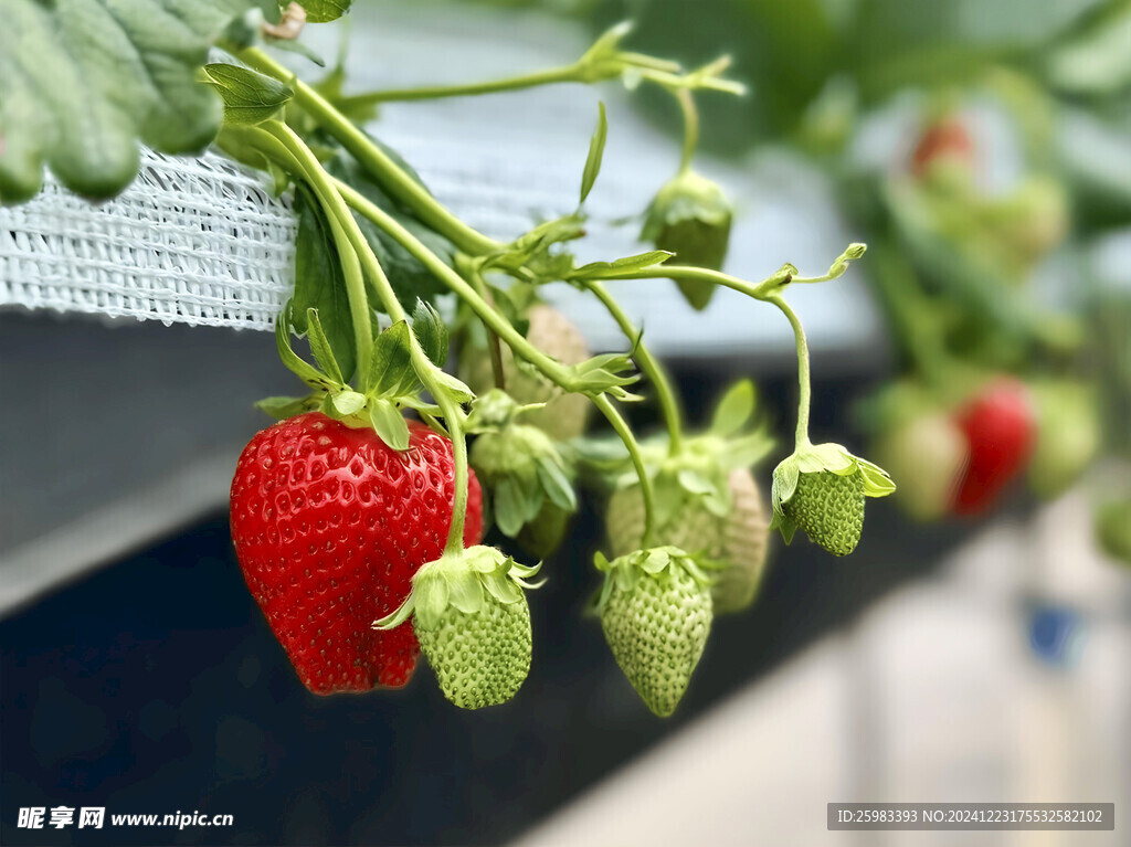 草莓栽培