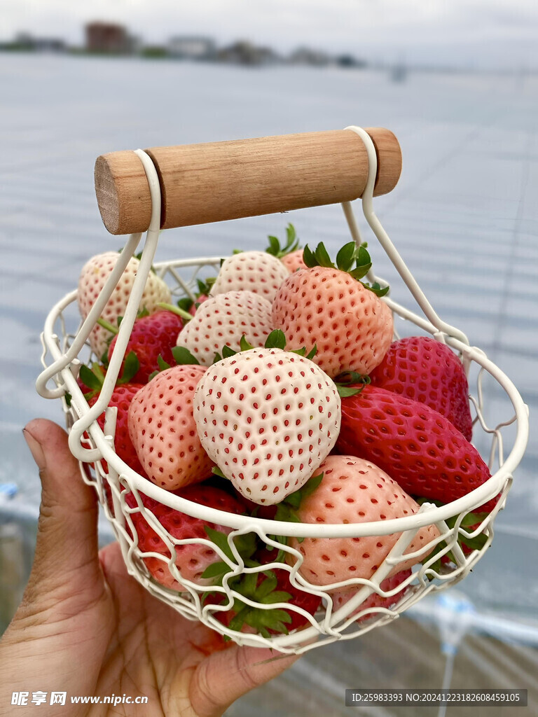 草莓