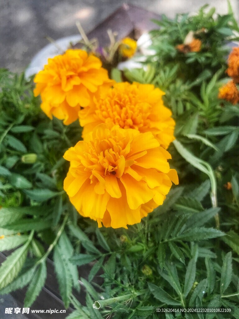 菊花