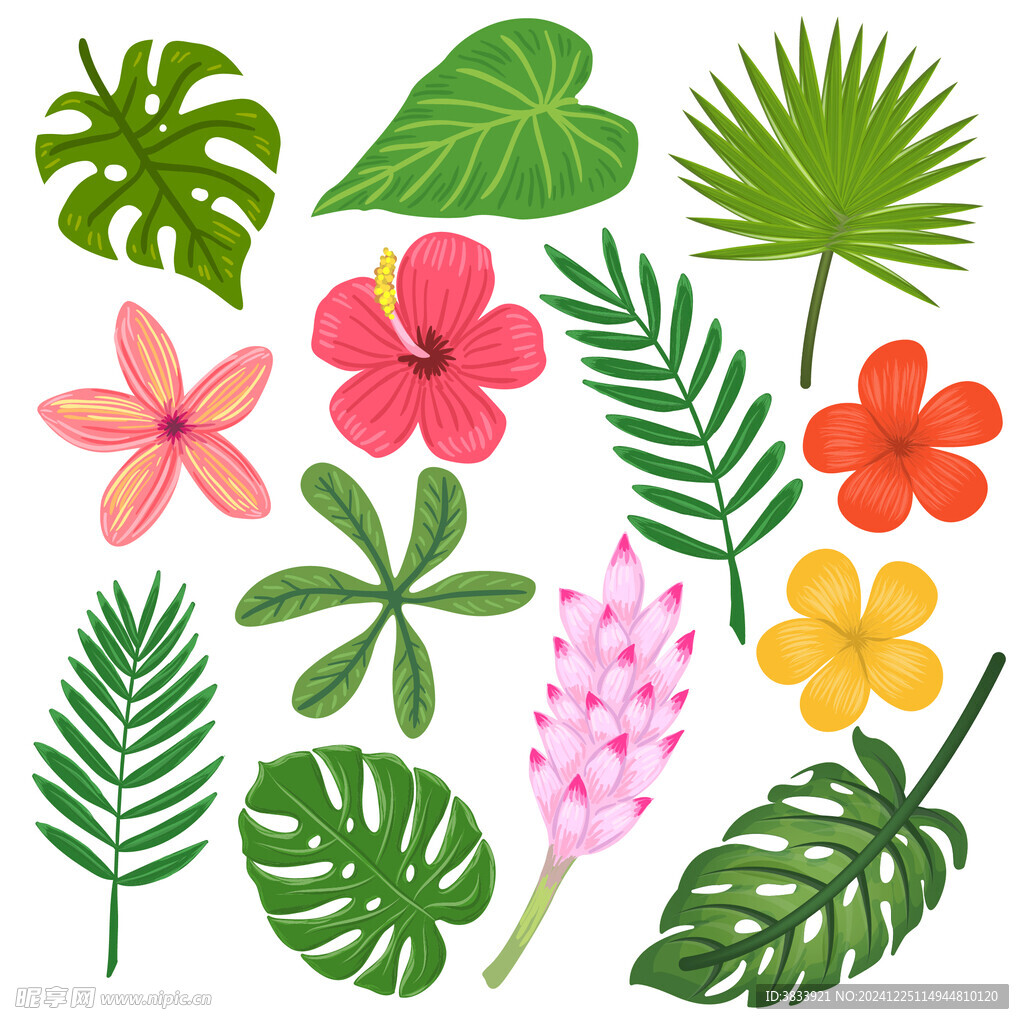 热带花卉和叶子