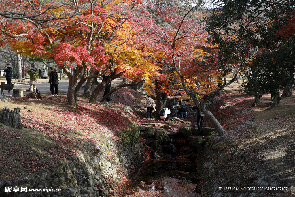 奈良公园秋景