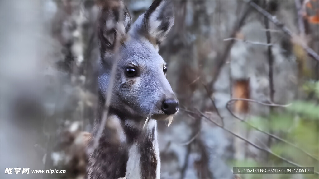 克什米尔麝香鹿