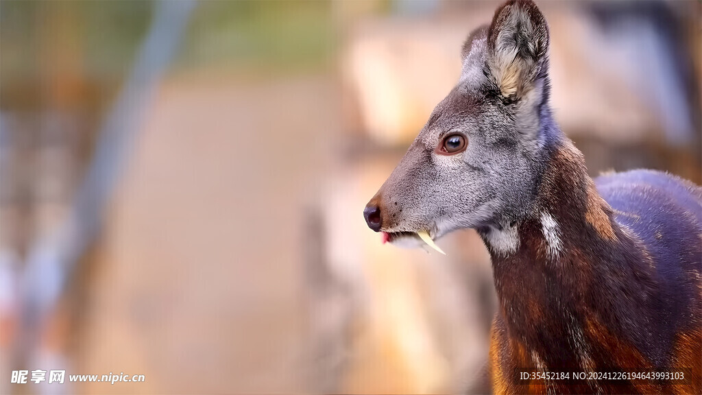 克什米尔麝香鹿