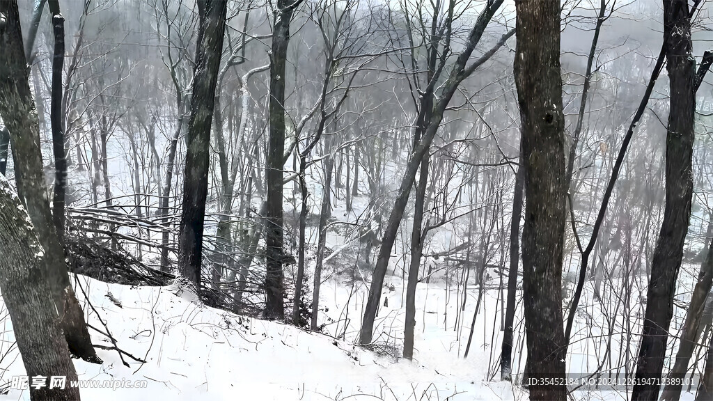 积雪的树林
