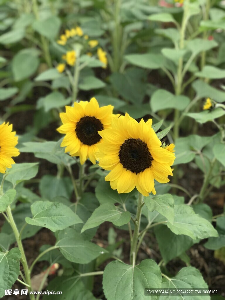向日葵