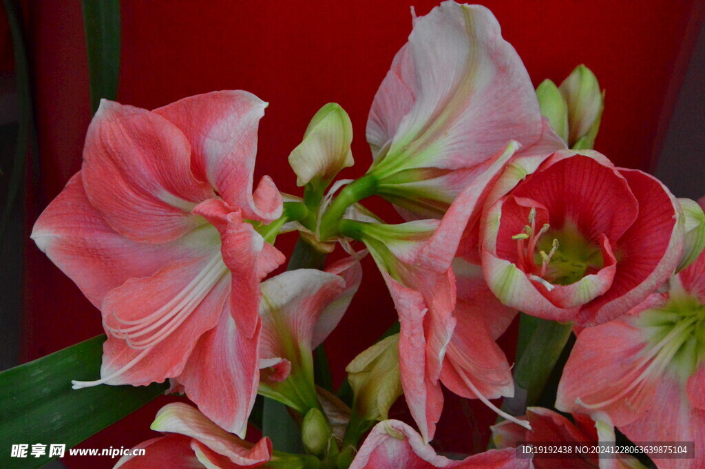 朱顶红 