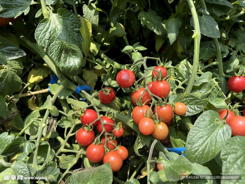 西红柿栽培